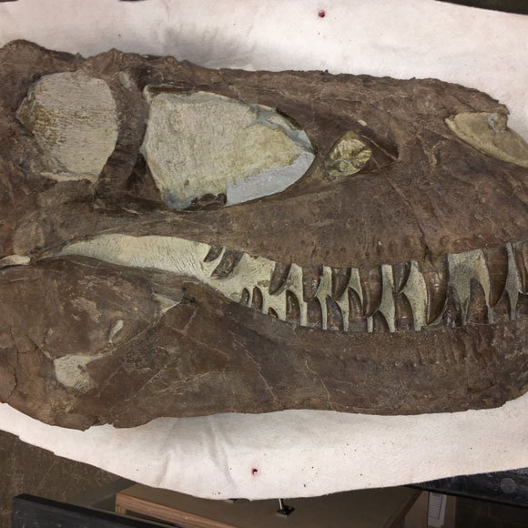 האם הטירנוזאורים חיו בלהקות?