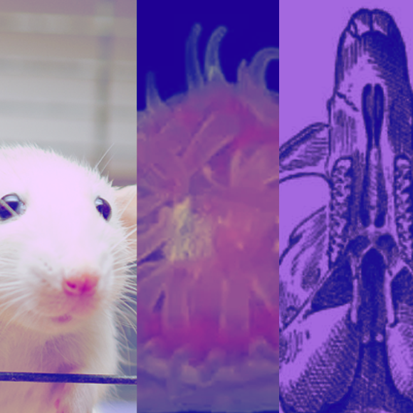 מהנשמדע 21/5 – המחקרים החדשים ביותר