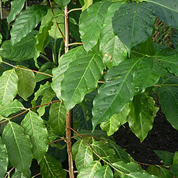 “שניים קפה, עמיד לשינויי האקלים”
