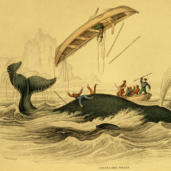 תכסיסי ההיעלמות של לווייתני הראשתן