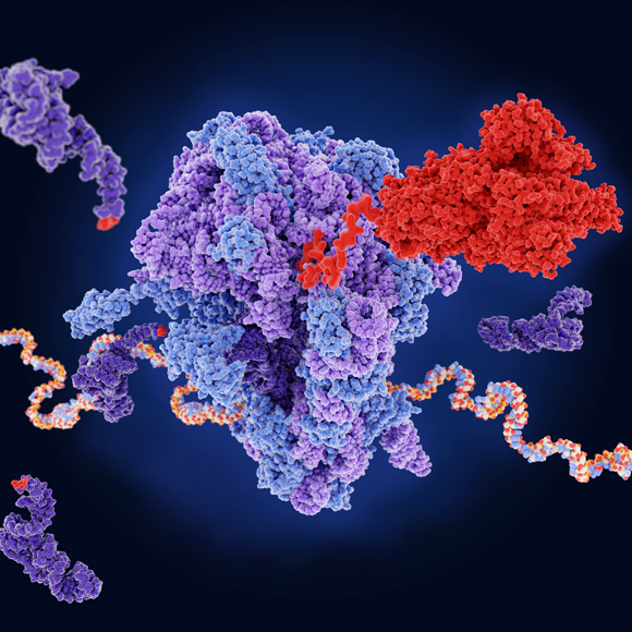 סירי, פתחי לי תרופה