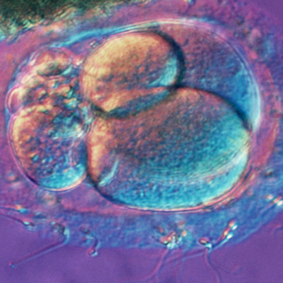 לחקור עוברים במבחנה