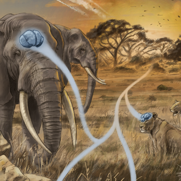 הגודל לא תמיד קובע