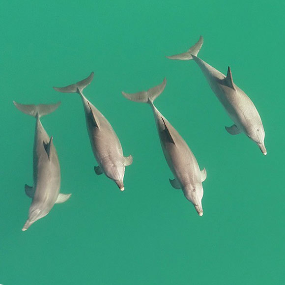 מי הדולפין בקבוצה שלי?