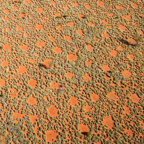 מי מצייר את מעגלי הפיות?