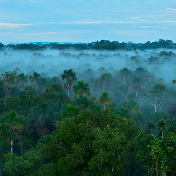 אפקט החממה של יער העד