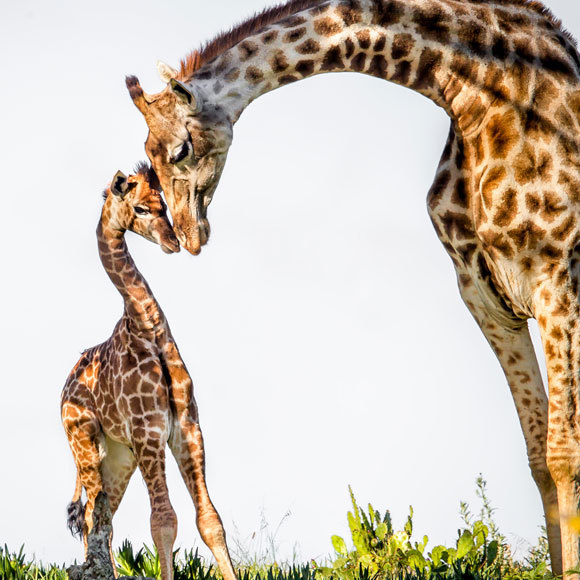 הוראות ההפעלה של הג’ירפה