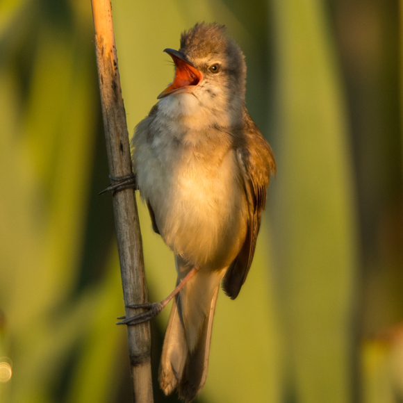 הציפורים שטסות גבוה