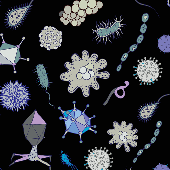 נגיפי קורונה חדשים בבני אדם