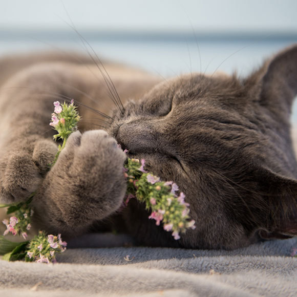 מגנט החתולים דוחה היתושים
