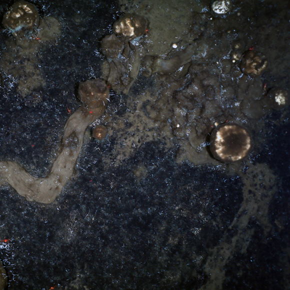 השובלים המסתוריים של הספוגים