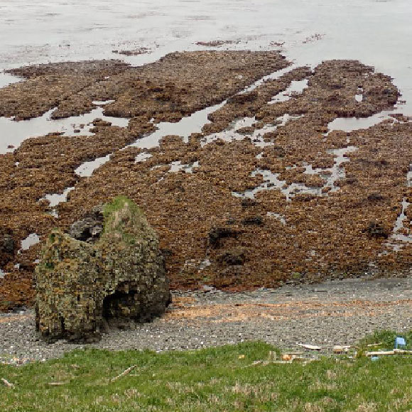 עלייתו ונפילתו של אי החולדות