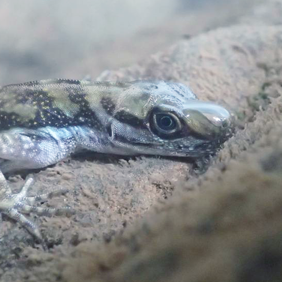 הלטאות שחיות בבועה