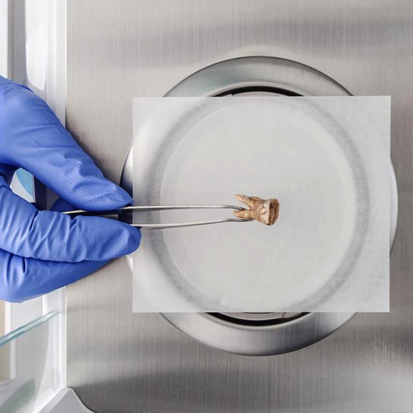 חיידקי הפה של אבותינו