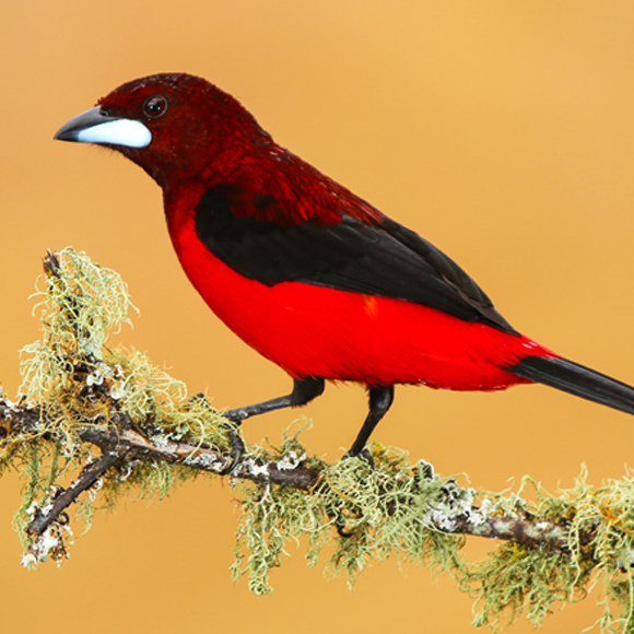 ציפורים שמשקרות בפרופיל