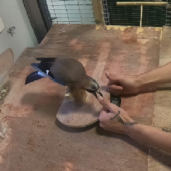 הציפורים שלא מאמינות בקסמים