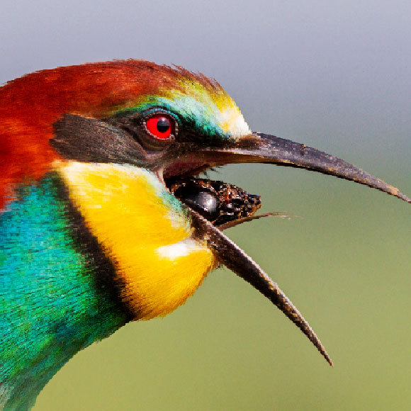 המקור של המקור