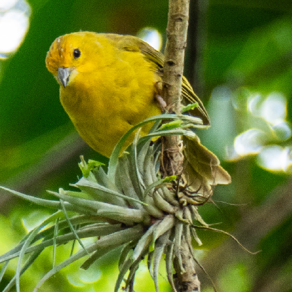 טוב מראה עיניים