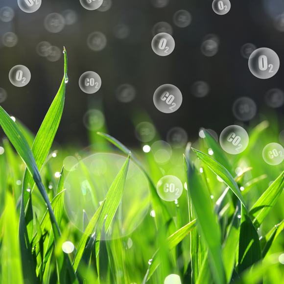 “עבודת השורשים” של החמצן