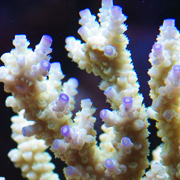 לגדל שונית במעבדה