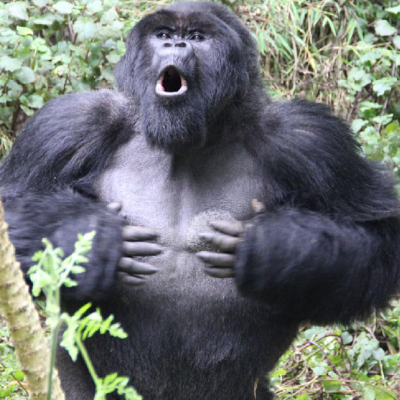 להפגין כוח כדי למנוע אלימות