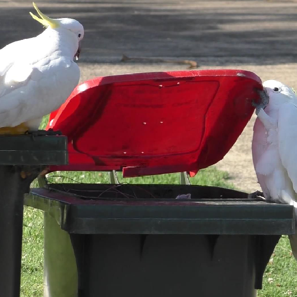 תוכי מחקה תוכי