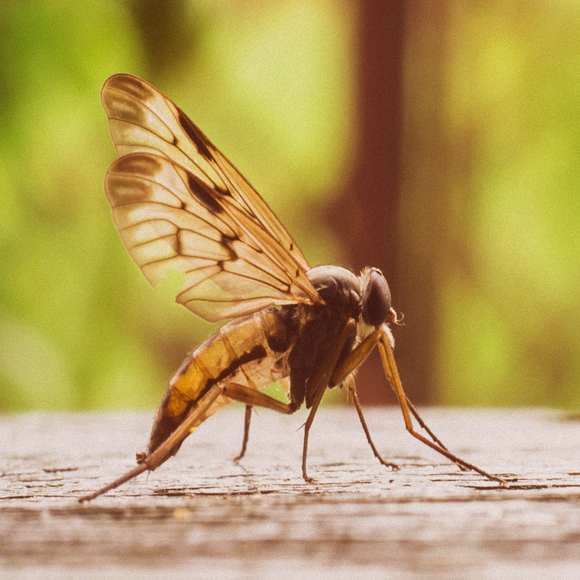 ثلاث عشرة حقيقة عن البعوض، غير معروفة ربّما