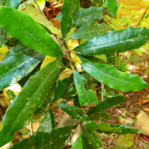Die Metalle, die auf Bäumen wachsen