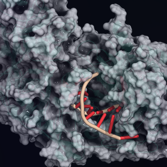 RNAi – لأنّ الحمض النّوويّ الرّيبوزي RNA أكثر من مجرّد رسول