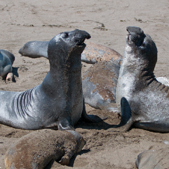 מה הקשר בין מספר הנקבות לגודל הזכרים?