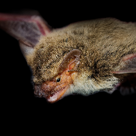 חוש ההתמצאות המולד של העטלפים