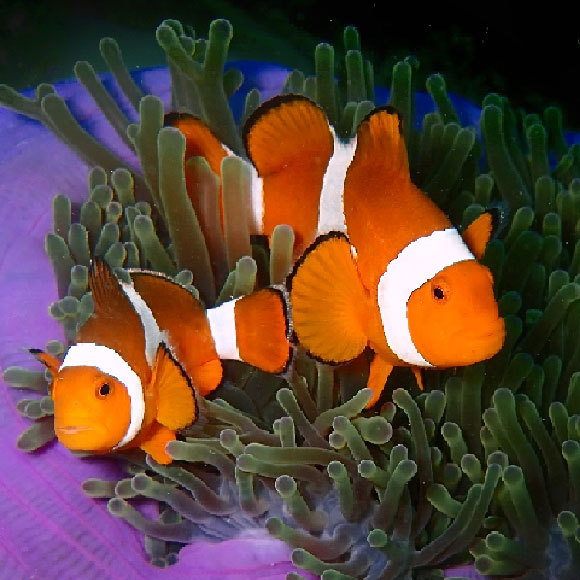 Male or Female? It Depends on When You Ask