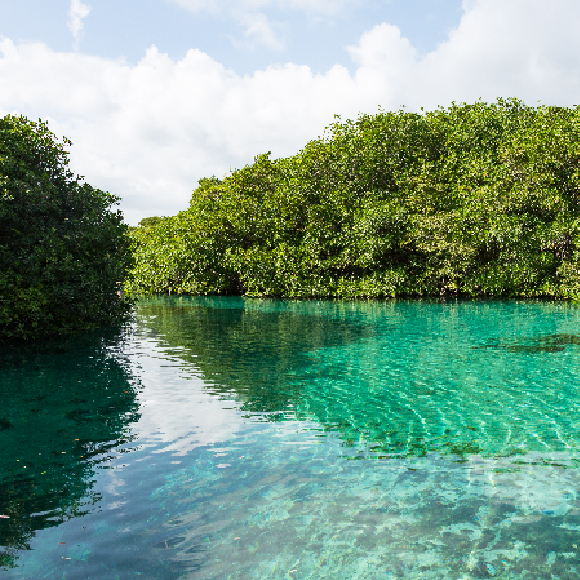 יערות המנגרובים בשירות כדור הארץ