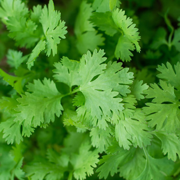 What Do You Think of Coriander?