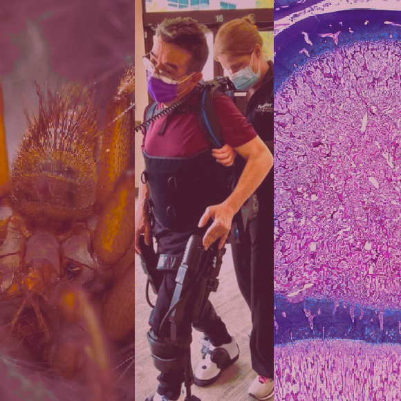 המחקרים החדשים ביותר: מהנשמדע 13/8