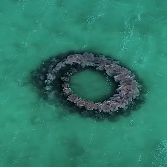 רשתות הבוץ של הדולפינים הקריביים