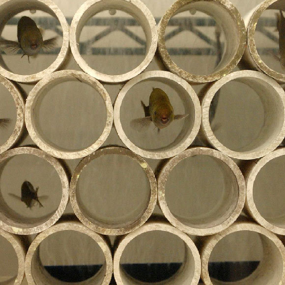 השתיקה הדרמטית של הדגים