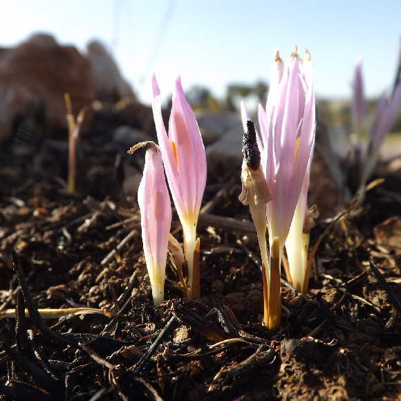 הטבע לא אומר נואש