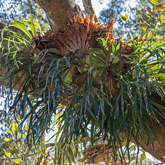 השרכים החברתיים של אוסטרליה