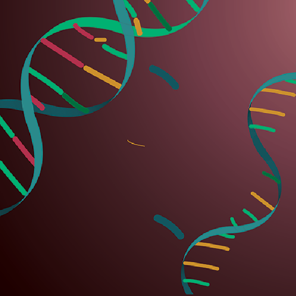 מה ההבדל בין DNA ל-RNA?