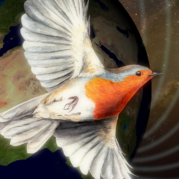 המצפן המולקולרי של העופות הנודדים