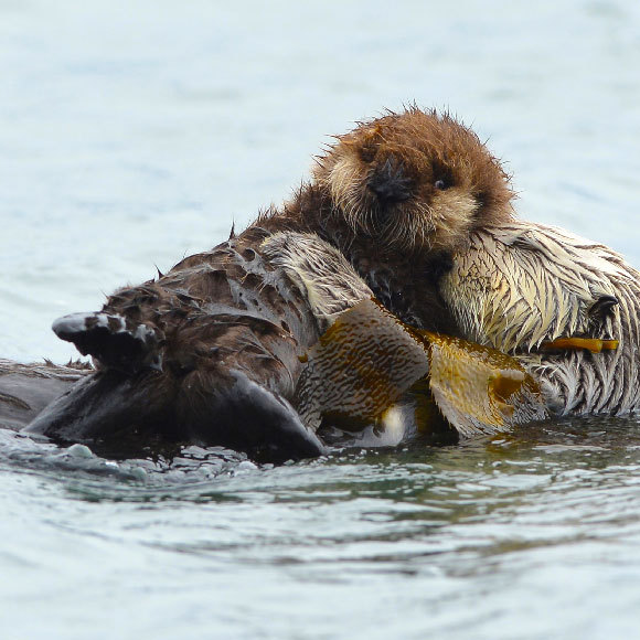 מה מחמם את הלוטרות במים הקרים?