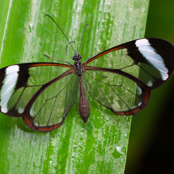 היצורים השקופים של הטבע