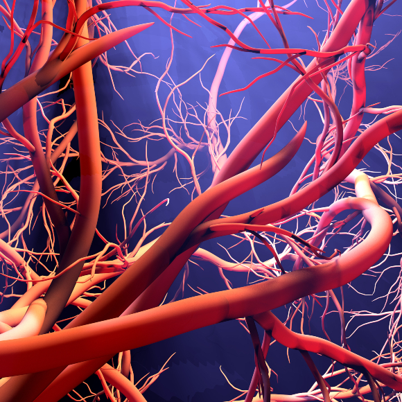 כלי דם לחיים ארוכים