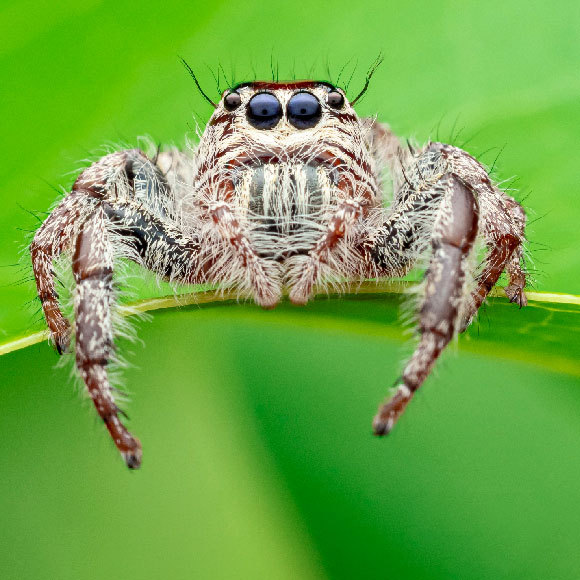 הראייה המתוחכמת של העכבישים