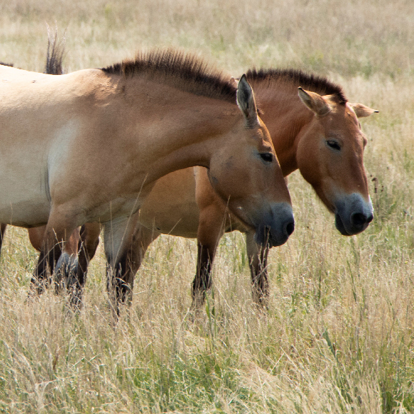 סוסי בר, סוסים מבויתים, וכל מה שבאמצע