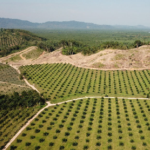 טביעת היד האנושית על העולם