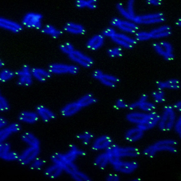 على التيلوميرات أن تكون طويلة، ولكن ليس كثيرًا