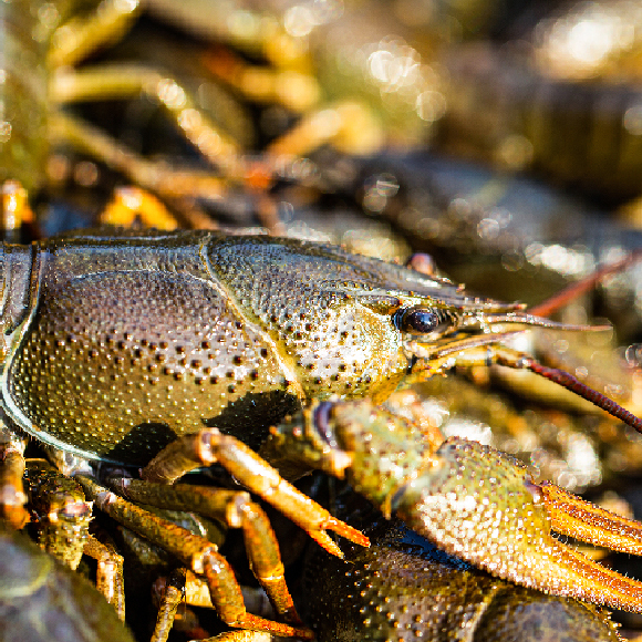 ה”טיפול הפסיכיאטרי” המסוכן של סרטני הנהרות
