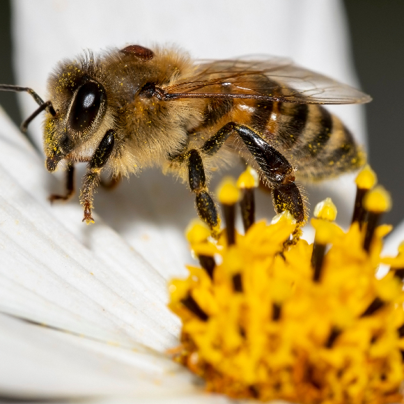 הטפיל של הטפיל שלי הוא חברי